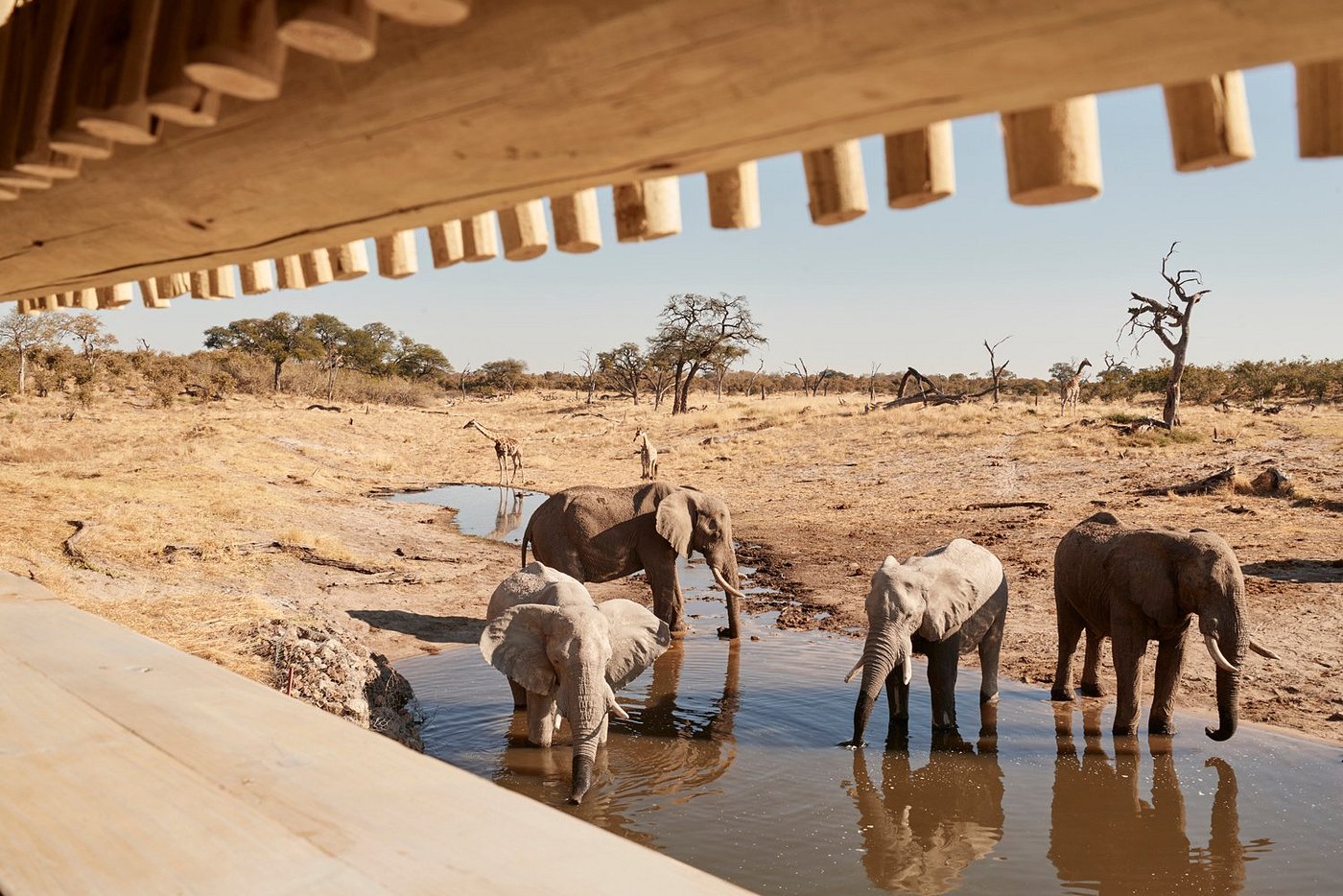 Image of Savute Elephant Lodge, A Belmond Safari, Botswana