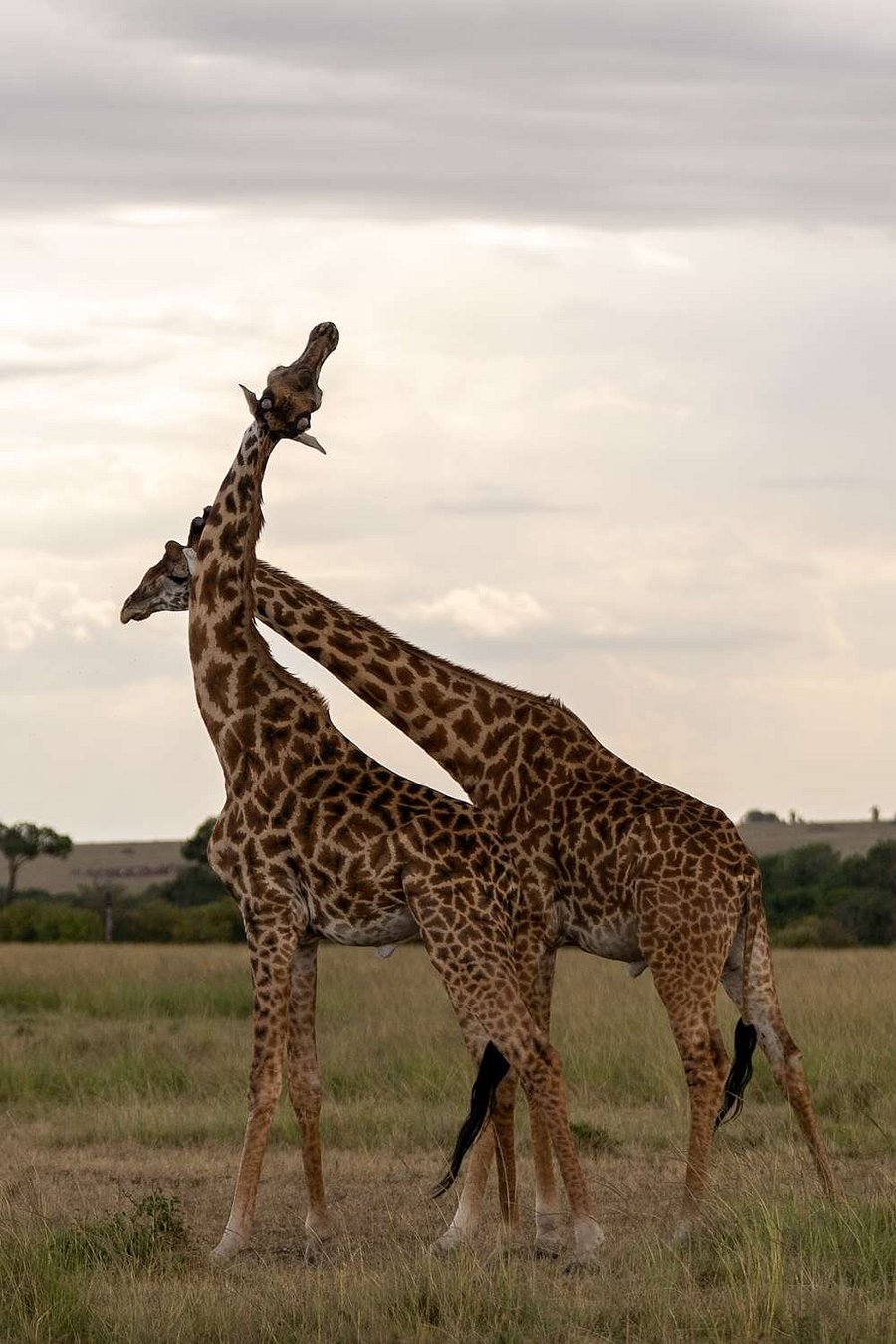 Olare Mara Kempinski Masai Mara view 6