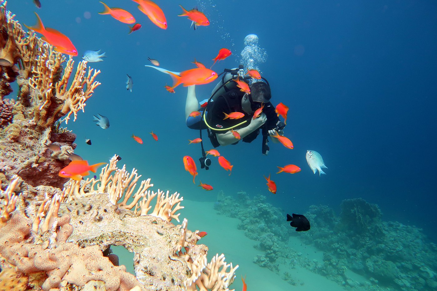 Rixos Sharm El Sheikh (Adults Only) view 6