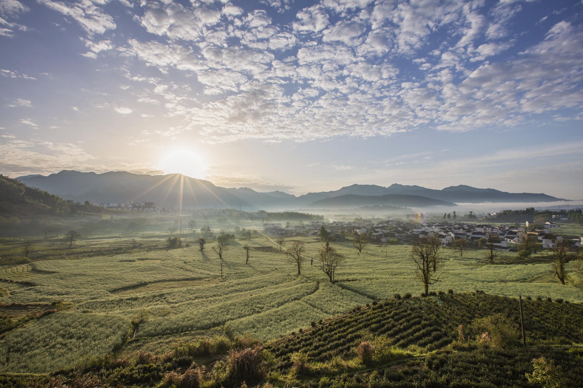 Banyan Tree Huangshan